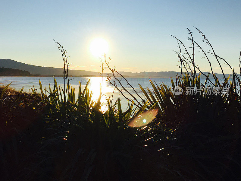 黄昏的Harakeke (Phormium)